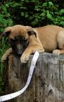 22 Hundewelpen die ein Zuhause suchen - Hybridhund