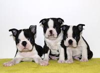 Boston terrier | Welpen zu kaufen | ch.DOGVA.com