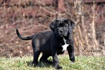 Cane Corso welpen FCI pedigree - Cane Corso Italiano (343) Cane Corso welpen FCI pedigree - Cane Corso Italiano (343)