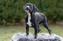 Louisian Leopard dog - Catahoula - Louisiana Catahoula Leopard Dog