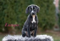 Louisian Leopard dog - Catahoula - Louisiana Catahoula Leopard Dog