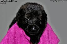 Winnei z Berounske bašty x Aggi Wind Wild - German Shepherd Dog (166)
