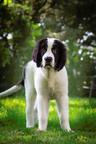 Landseer puppy - Landseer (226)