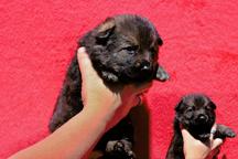 Winnei z Berounske bašty x Aggi Wind Wild - Deutscher Schäferhund (166)