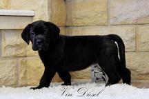 Cane Corso welpen FCI pedigree - Cane Corso Italiano (343) Cane Corso welpen FCI pedigree - Cane Corso Italiano (343)